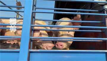 豬農開心送豬「上車囉」！禁宰15天約39萬頭豬待...