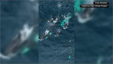 30隻殺人鯨海上「開趴」 專家：慶祝剛飽餐一頓