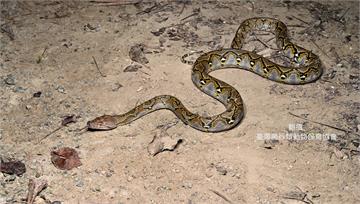 「世界最長蛇」網紋蟒出沒高雄！ 專家憂恐已在南部...