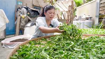 北海風土孕好茶  春品製茶謝秋紅續寫石門茶香