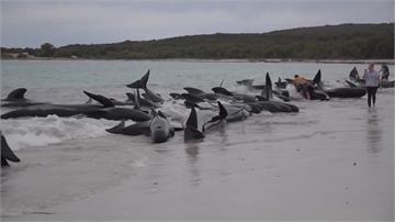 澳洲西部「集體擱淺」 51頭鯨魚不幸喪命