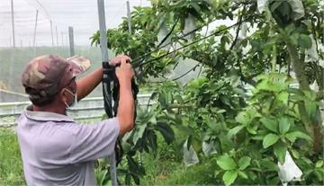 憂颱風釀農損！台南大內、麻豆果農備戰防颱