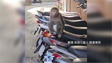 三重街頭見「尿布猴」 動保處：私自飼養最高罰25...
