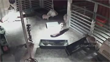 水豚遇強震超淡定！園方：有跑起來...但不多 網...