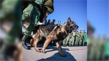 任務結束了... 墨西哥搜救犬「遭瓦礫壓住」罹難