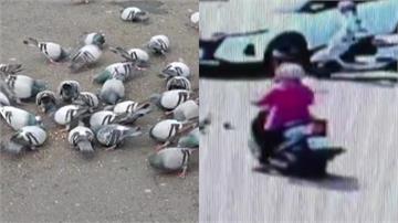 高雄林園鴿群集體暴斃！疑婦人撒餵毒米　動保處介入...