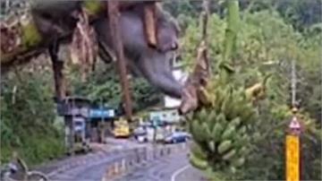 公路總局監視器當直播！意外拍到野生猴「吃播」