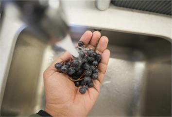 藍莓「這些洗法」比不洗更糟！ 專家直指：營養都流...