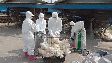再爆禽流感！屏東里港雞隻異常死亡　撲殺1.3萬隻