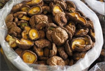 每週2次香菇＝記憶保護傘？新加坡研究這樣說！