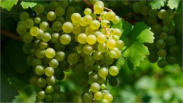 青提是什麼？甜點店拿來稱綠葡萄遭炎上 業者回應：...