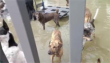 冬山流浪犬中心淹水狗狗受困！犬舍斷水電狀況差 志...