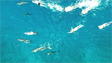 夏威夷大島水域追逐海豚　33泳客觸法遭調查