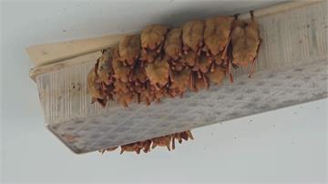 嘉義校園黃金蝙蝠群屋簷下棲息 專家：規模罕見