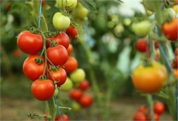 大番茄紅透不只好看 營養滿分助抗氧化、防癌症