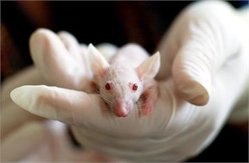 日本生物團隊將公鼠細胞轉為卵子　成功誕生7隻小老...