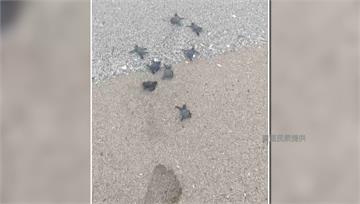 墾丁旅遊旺季碰上海龜孵化 民眾暖護小海龜爬向大海...