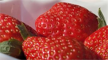 雨水少產期延後 遲到的草莓「更大更多汁」