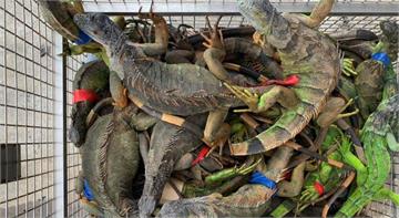 屏東5年抓捕逾5萬隻綠鬣蜥 今年上半年已抓9千隻