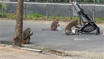 猴群洗劫嬰兒車  娃還在推車上家長嚇壞