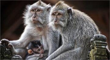印度陷「野猴之亂」！ 傳觀光客慘遭猴子咬傷