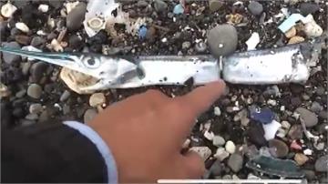 海洋悲歌！青旗魚陳屍沙灘 塑膠環「卡肚」