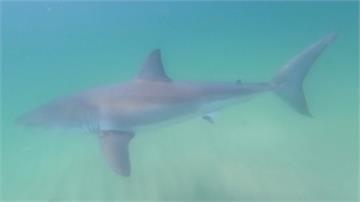 美國麻州大批鯊魚出沒 業者推近距離導覽活動