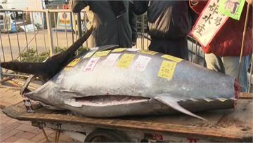 日本黑鮪魚2400萬台幣拍出 創史上第4高價