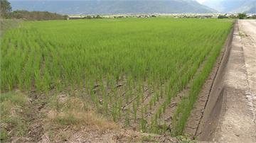 台東稻作仍分區輪灌 農民狂鑿新井尋水源