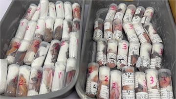旅客藏304隻活體動物闖金門小三通 海關當場查獲
