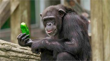 「直立左右搖擺不是在玩耍」 動物園解密黑猩猩肢體...
