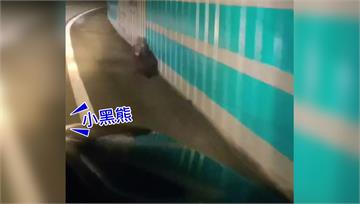 黑熊首闖台9線！ 民眾開車緊跟護送回草叢