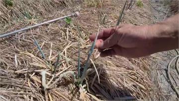 宜蘭近兩個月無雨缺水　三星蔥農損嚴重