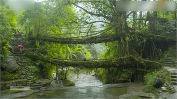奇觀！ 印度樹木長成「樹橋」 可乘載50人行走