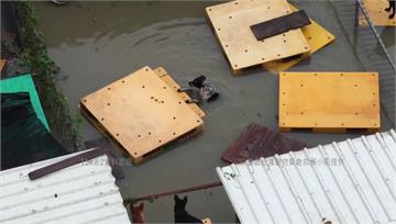 大豪雨狂炸！台南永康狗園慘淹變水池 「黃媽媽」搶...