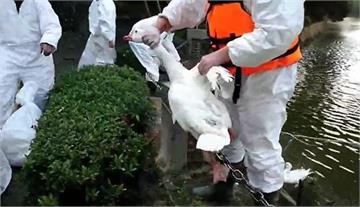 中正大學天鵝染禽流感 全面撲殺8隻在逃