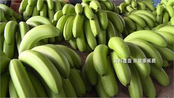 台灣香蕉銷日又傳農藥殘留 已銷毀400箱
