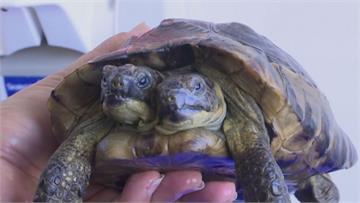 世界最長壽雙頭龜 陸龜「傑納斯」喜迎25歲生日