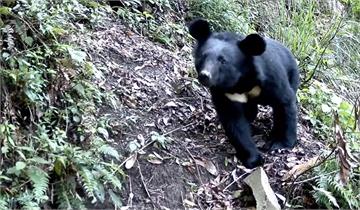 台灣黑熊觸動「改良式獵具」 嚇一跳萌樣全錄