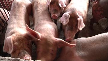 疫情攪局飼料漲聲起　年節需求增豬價恐又攀升