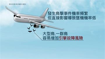 因鳥擊墜機擊率低　現役機師「大小、時間是關鍵」