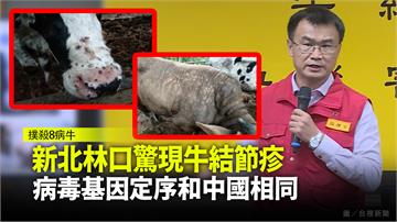 新北林口驚現牛結節疹 病毒基因定序和中國相同