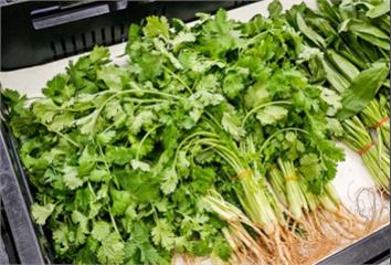香菜買太多吃不完？「這樣保存」不發黃、不爛根  ...