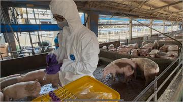 被抓到從台中運廚餘餵豬 彰化芬園2豬場違規最高重...