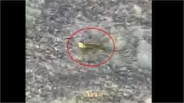 綠鬣蜥「泳渡小琉球」 目擊民眾嚇壞