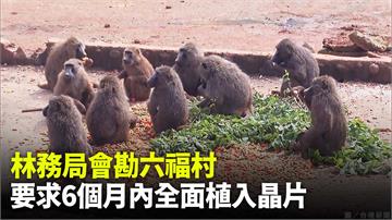 林務局要求六福村改善防逃設施 6個月全植晶片「A...