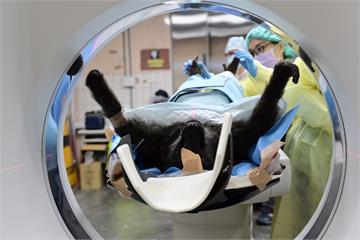 狒狒遭擊斃轉送北市動物園檢驗　照X光、斷層掃描釐...