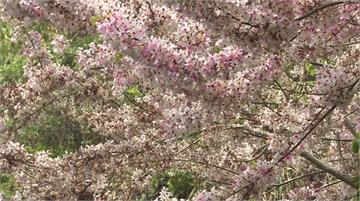 嘉義義隆村花旗木盛開 浪漫「粉色海」吸引遊客