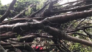 逢甲樹倒壓死碩一生 疑「大雨土石鬆軟+榕樹染褐根...
