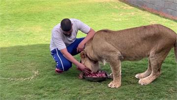 萬獸之王成寵物　男子飼養「獅子」超勇猛